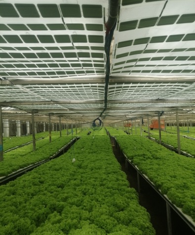 The Future of Agrivoltaics in Saudi